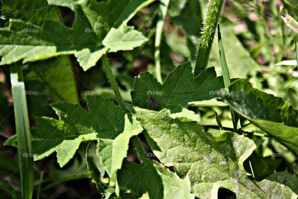 Spider in the grass