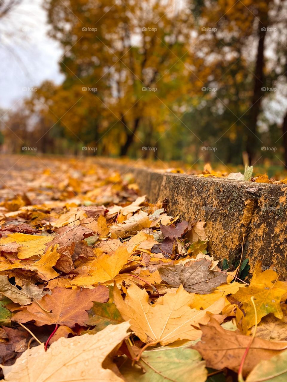 Join to first mission. Autumn vibes