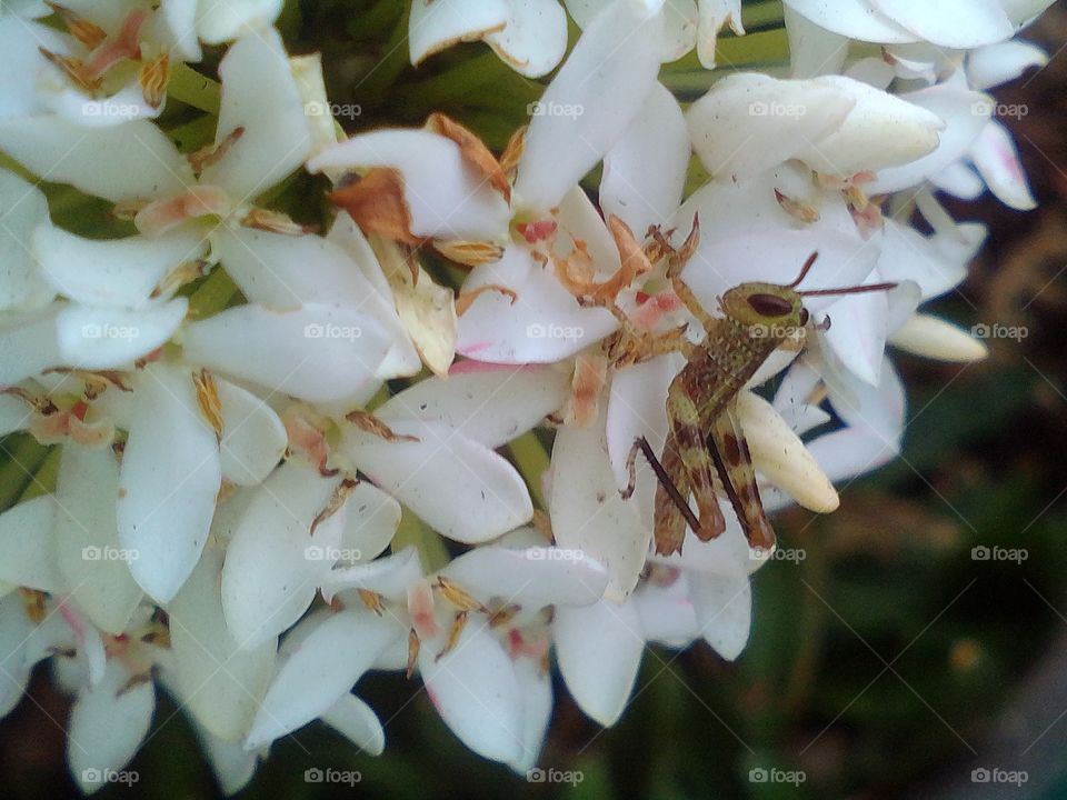 insect on flower