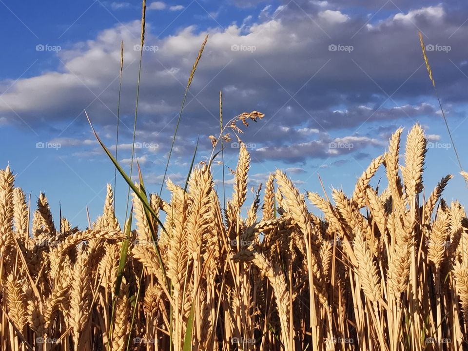 Grain field in the sunshine with dark clouds in the sky