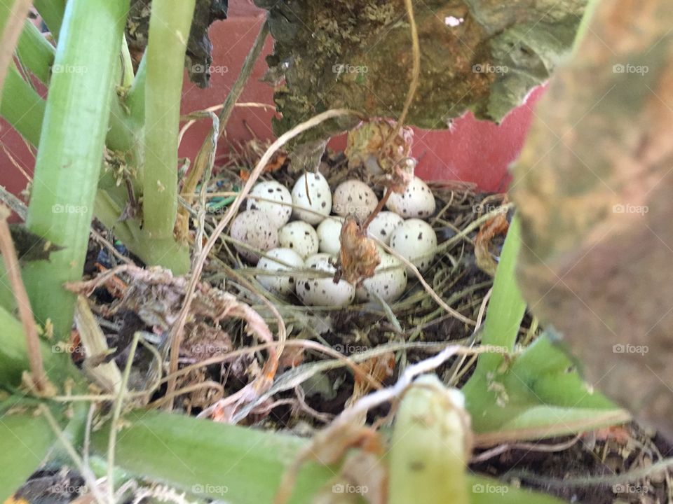 Quail eggs in nest in garden.