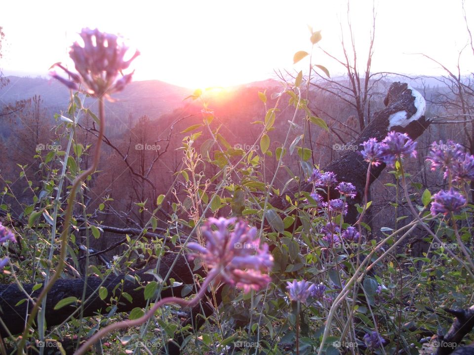 Purple flowers. Purple flower sunset