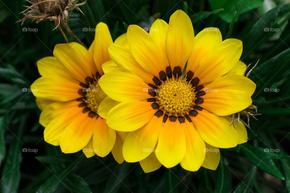 Yellow Dahlia flower
