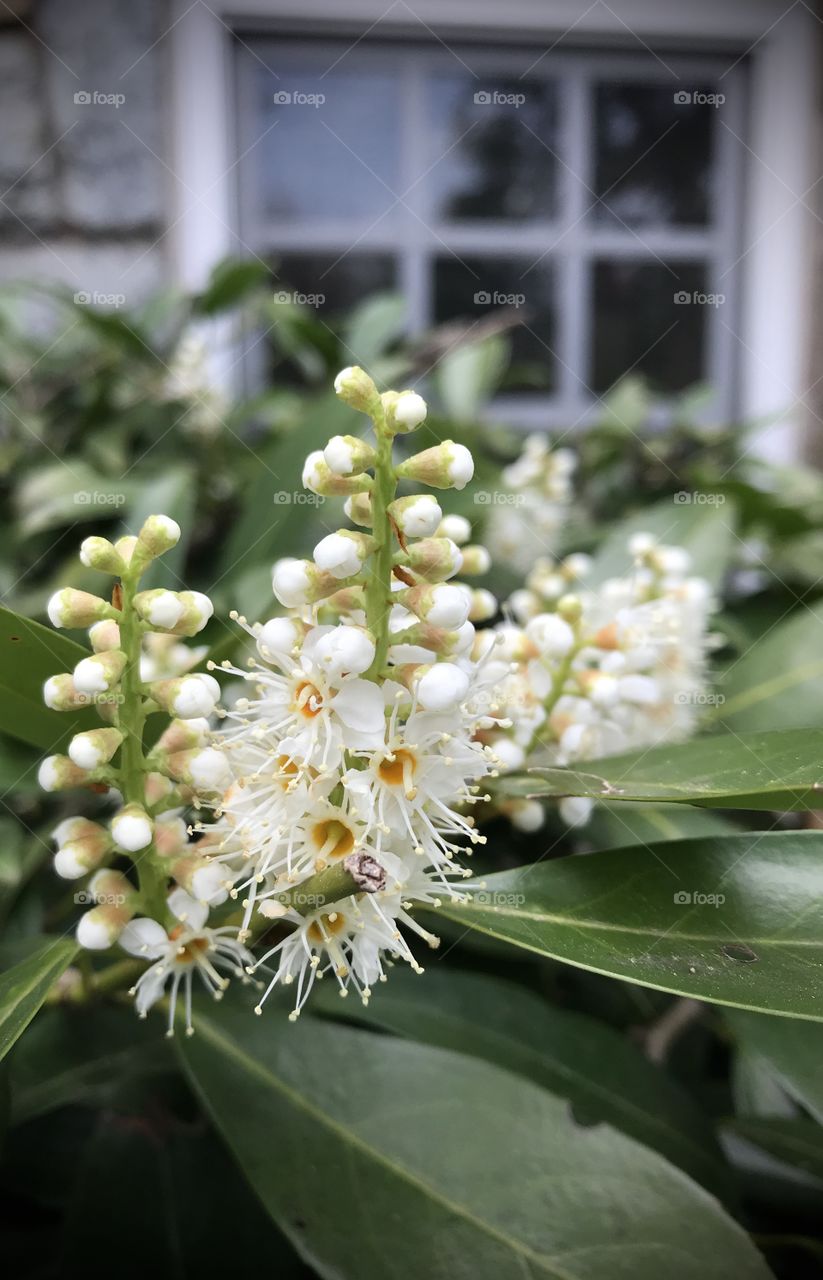 Spring flowers outside the cabin window 