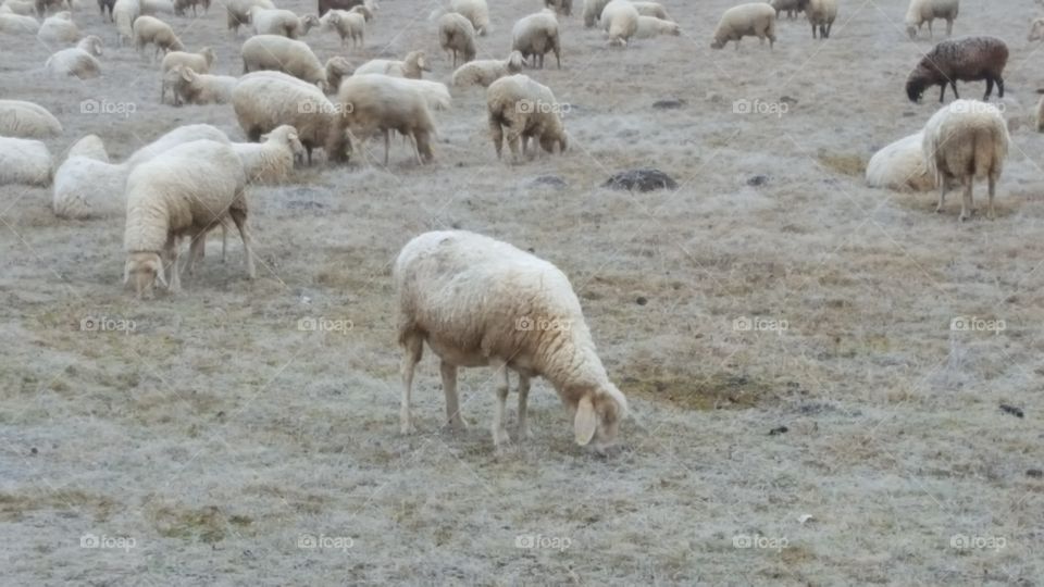Schafe auf der Winter Weide