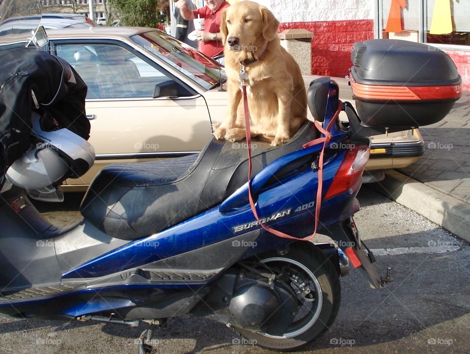 Dog riding on the back of a motorcycle 