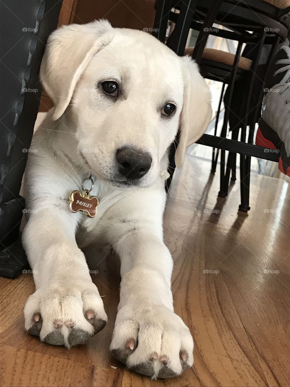 My puppy is so cute and I'm going to die