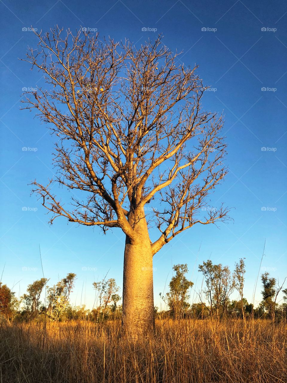 Boab Tree, Kimberley Region, Northern Western Australia 