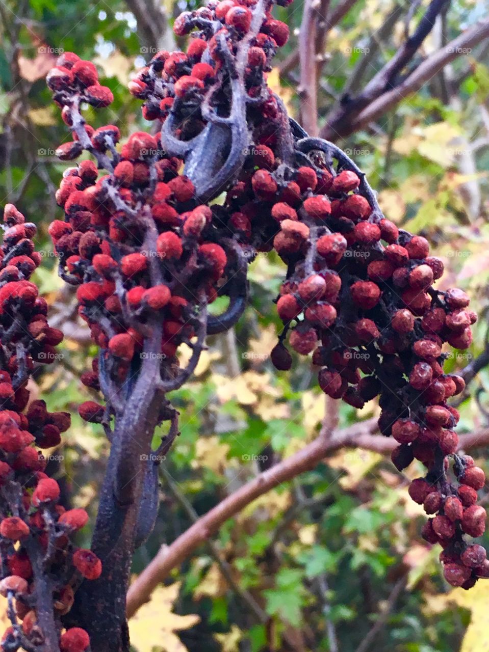 Autumn colors of nature