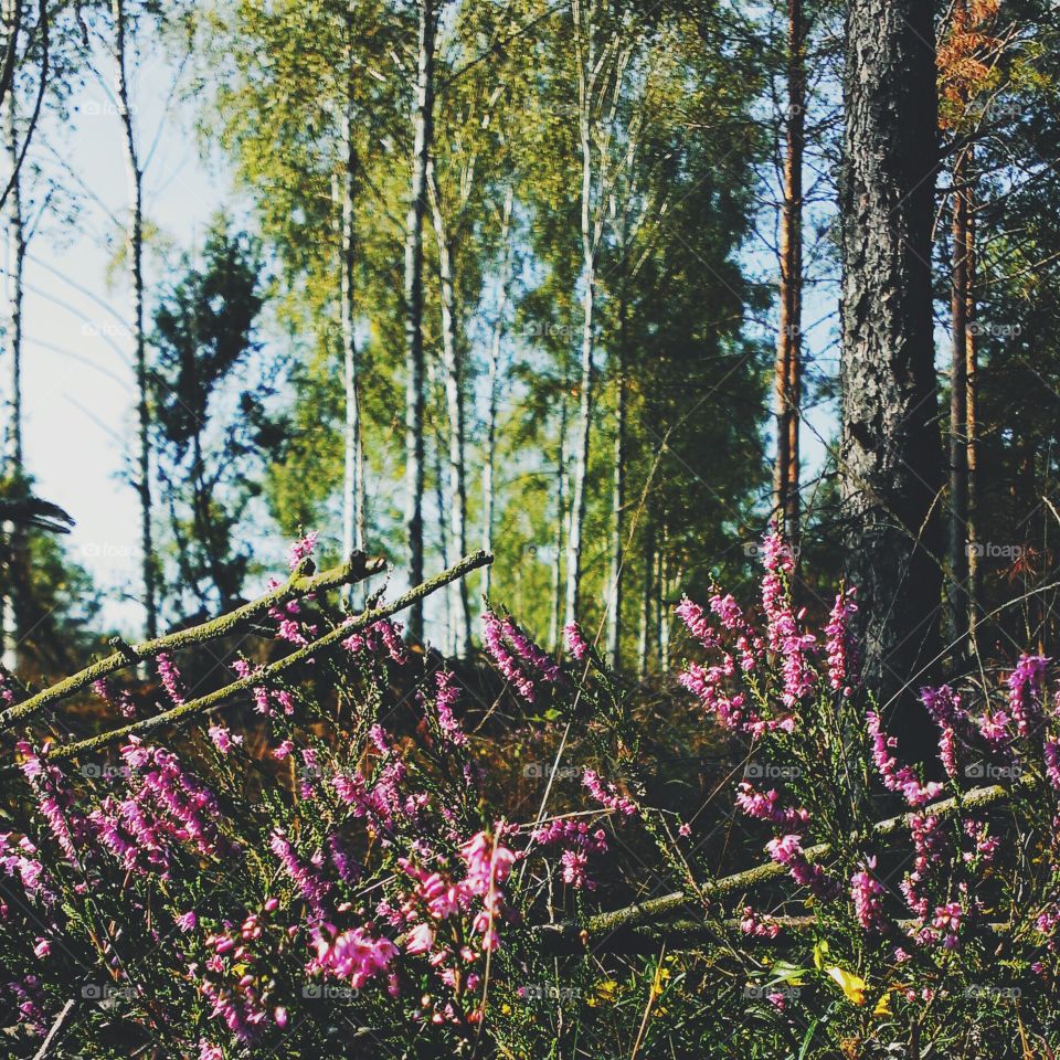 View of a forest