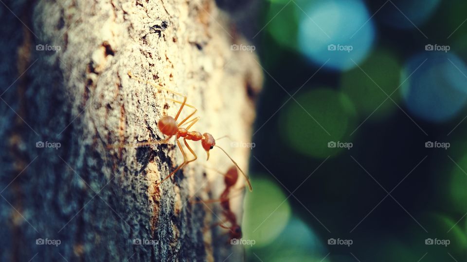 ANT