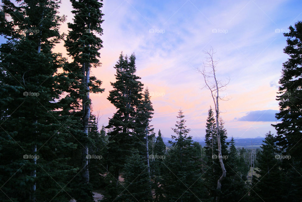 View of forest during sunset