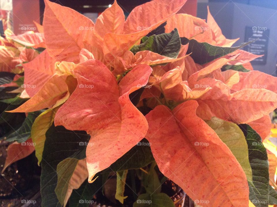 Orange poinsettia 
