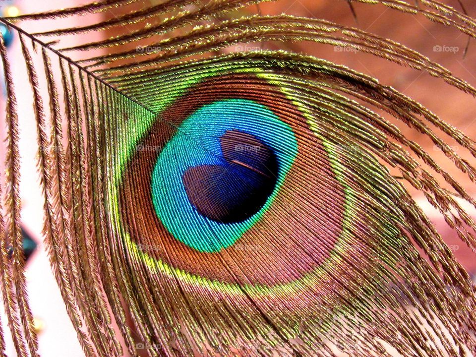 peacock's feather