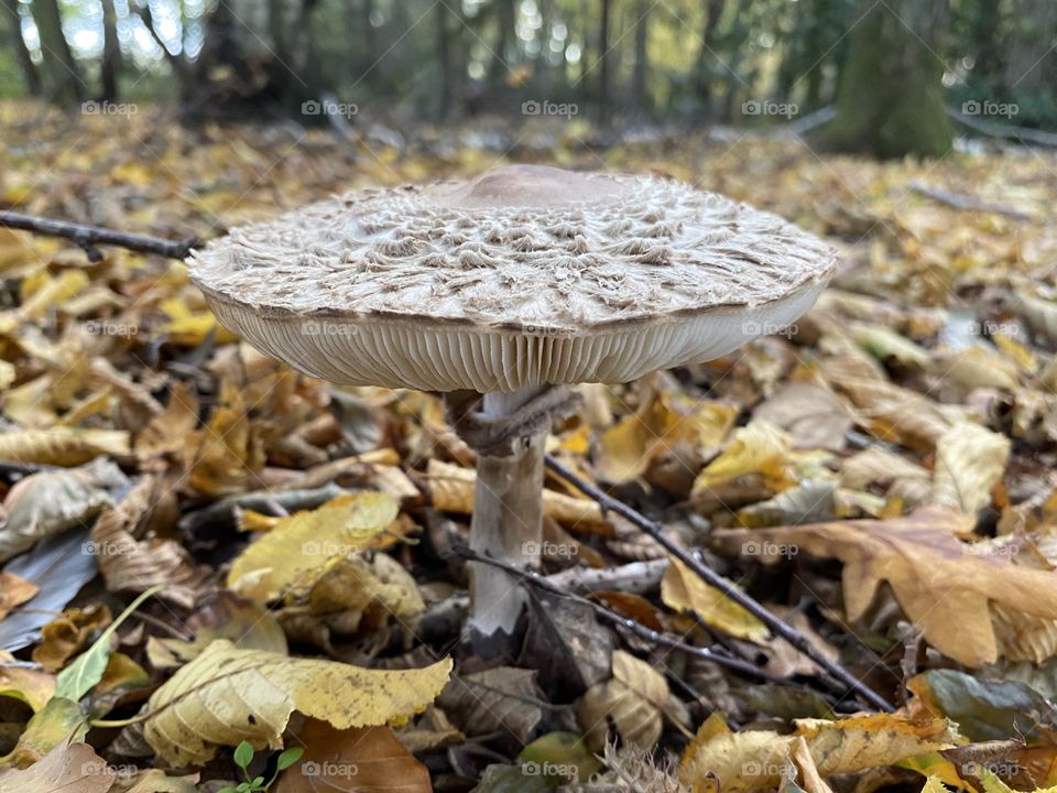 Mushroom 