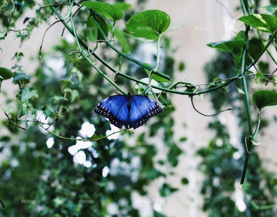 Blue magic butterfly hanging in green twig 