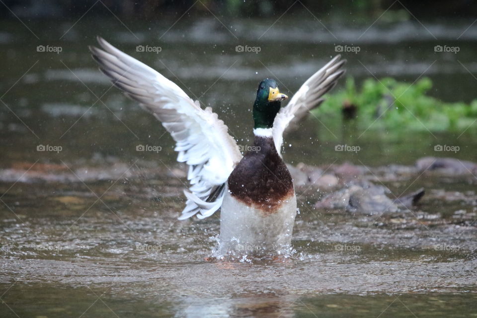 Mallard duck