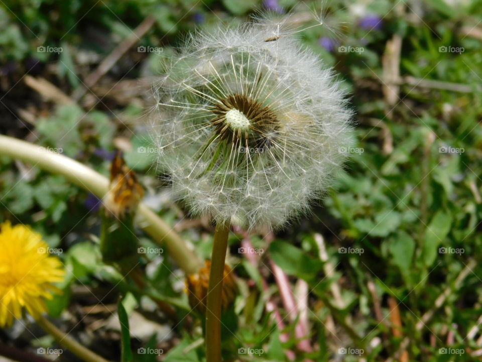 Seeds Drifting