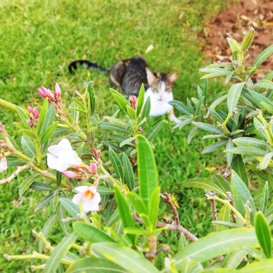 Beautiful cat looking at camera.