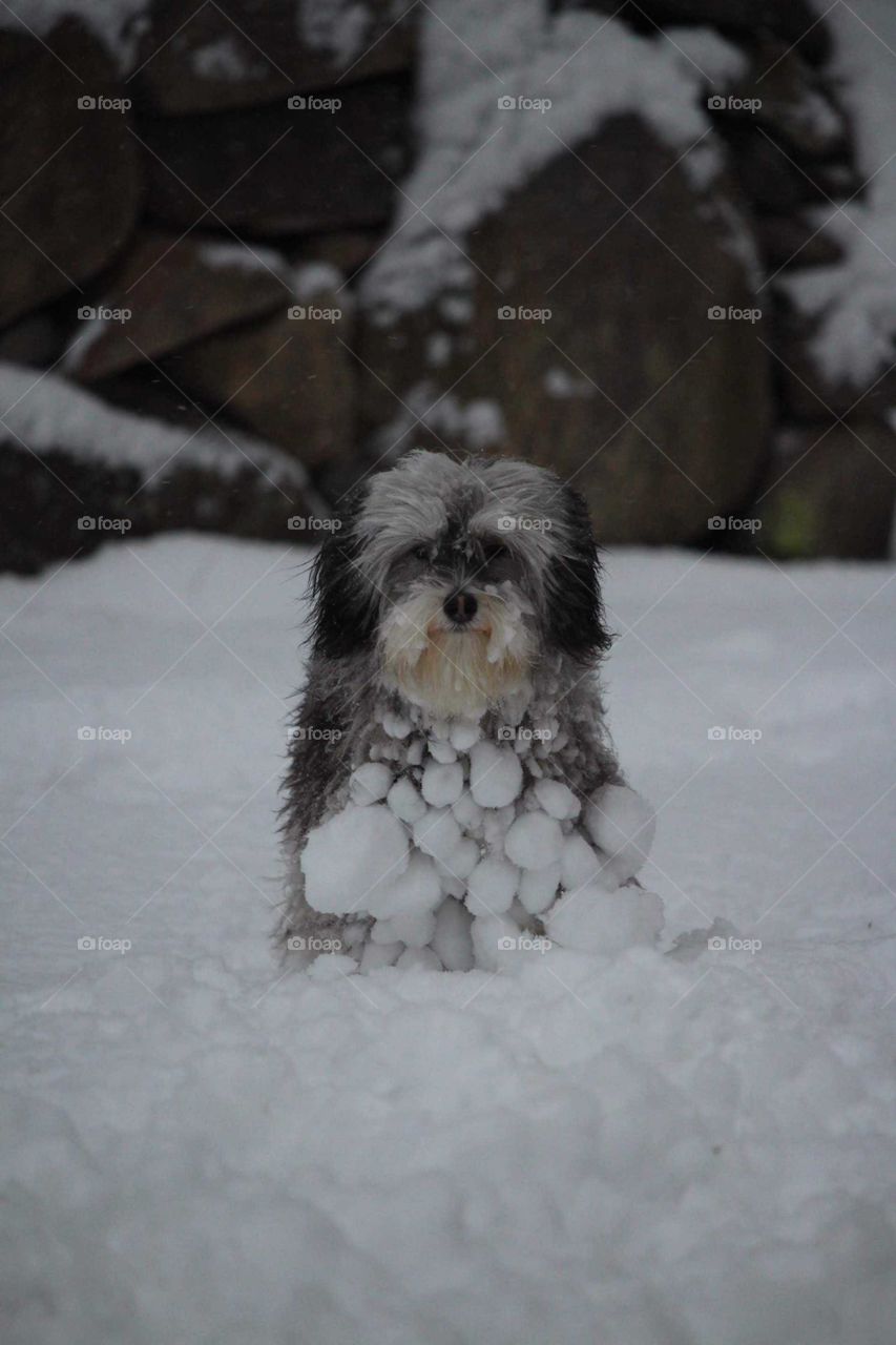 Snowman dog