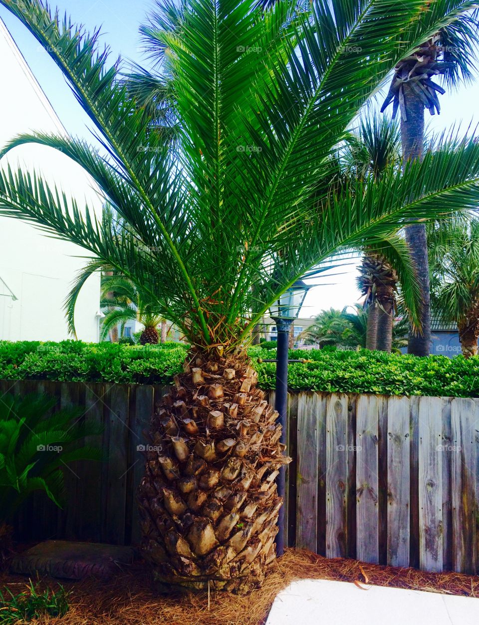 Close-up of palm tree