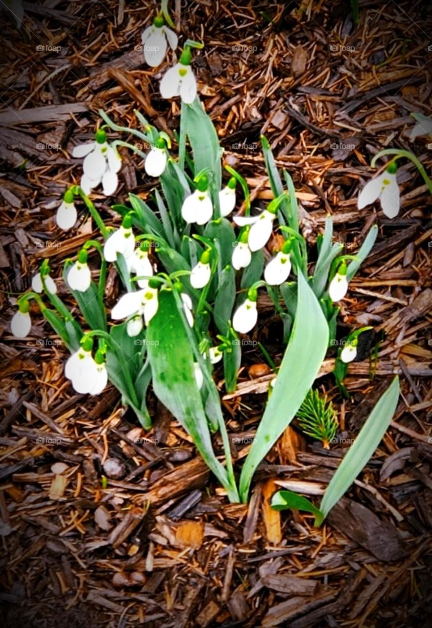 Battle: summer vs. spring mission