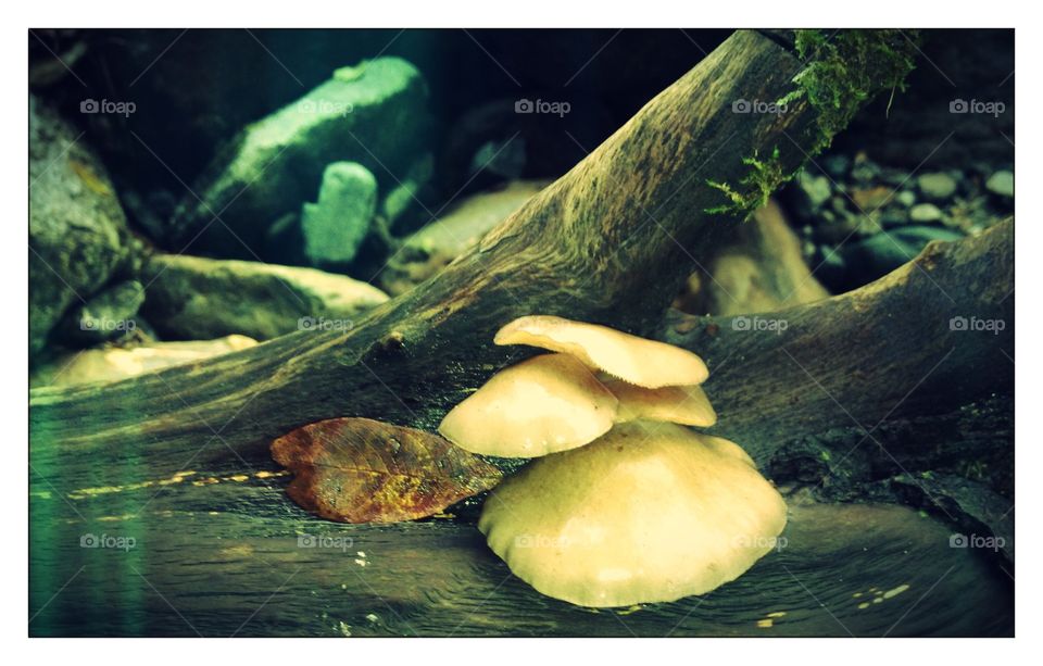 Fungi and wood