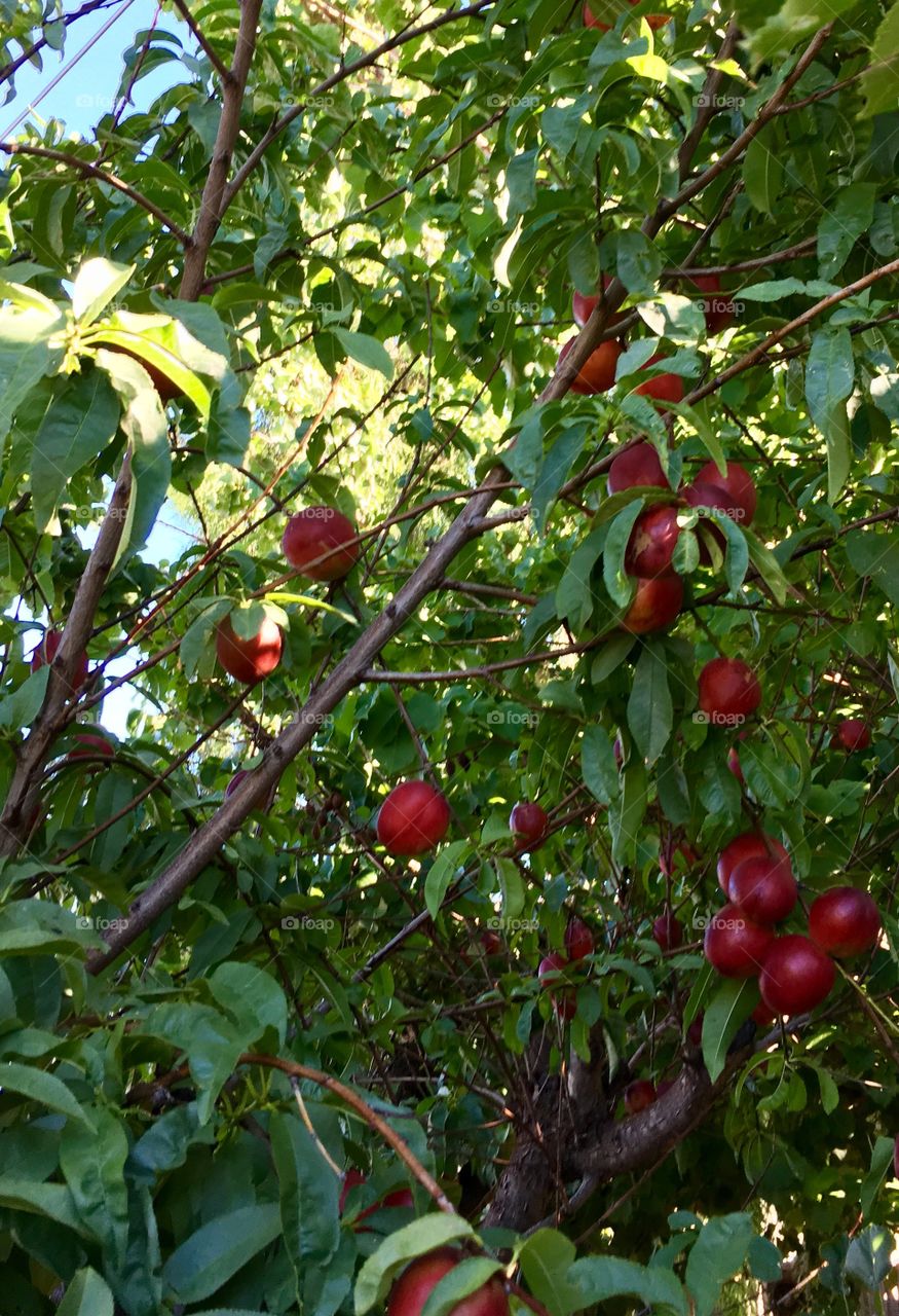 Inside perspective of nectarine tree filled with ripe fruit nectarines ready for harvest 