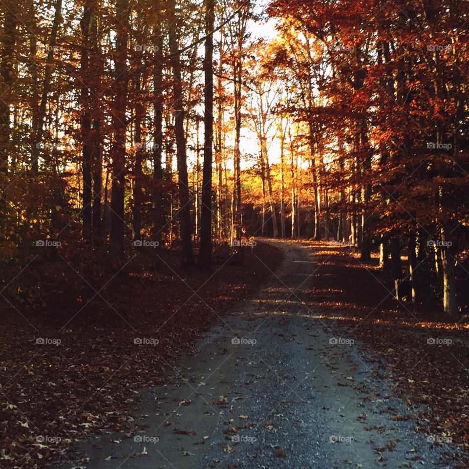 Quiet Road. A walk on a quiet tree lines rural road, surrounded by swirling and fiery leaves