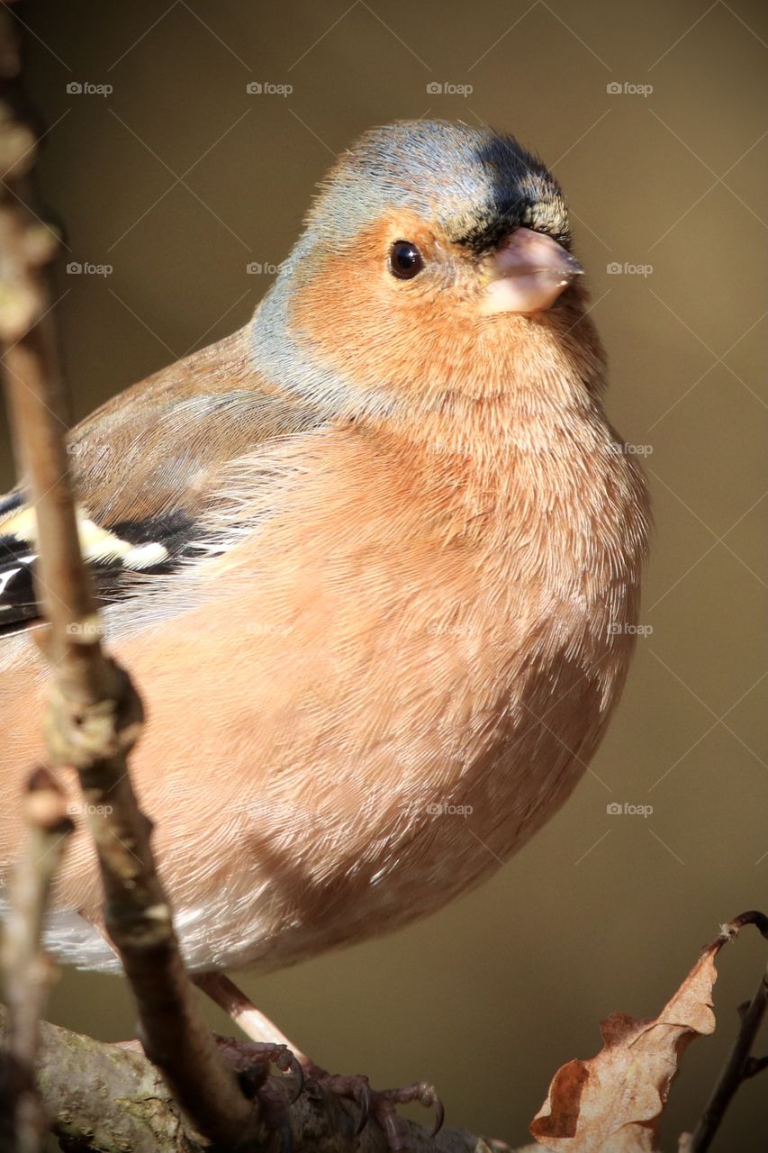 Chaffinch 
