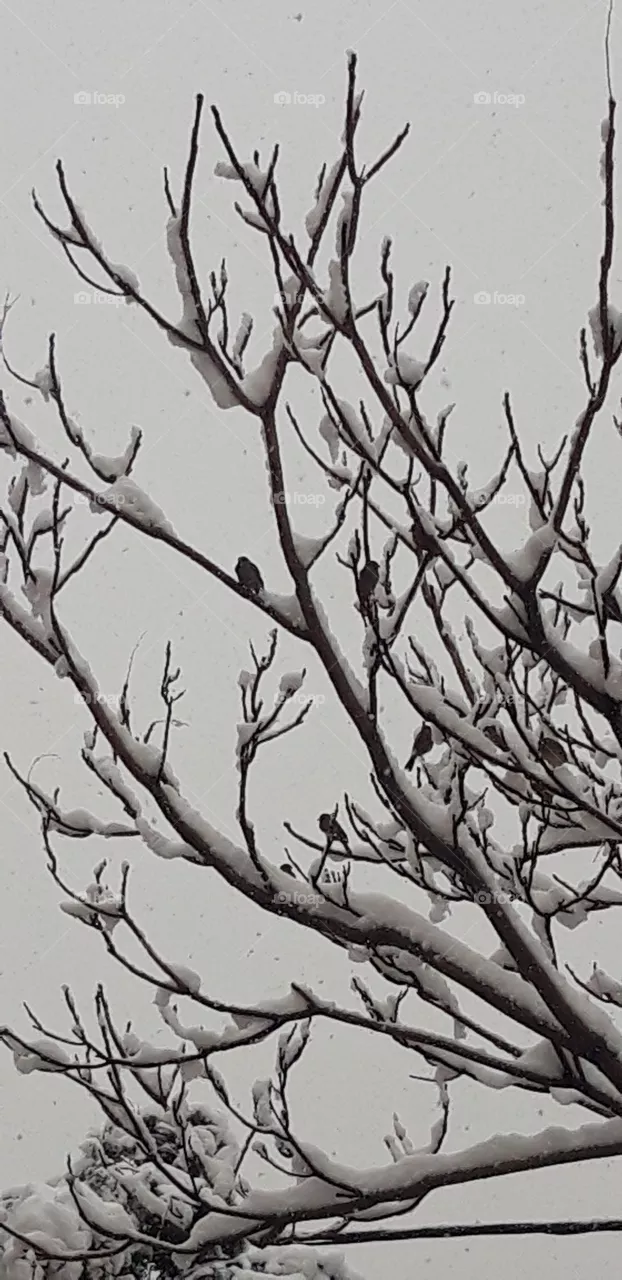 snow