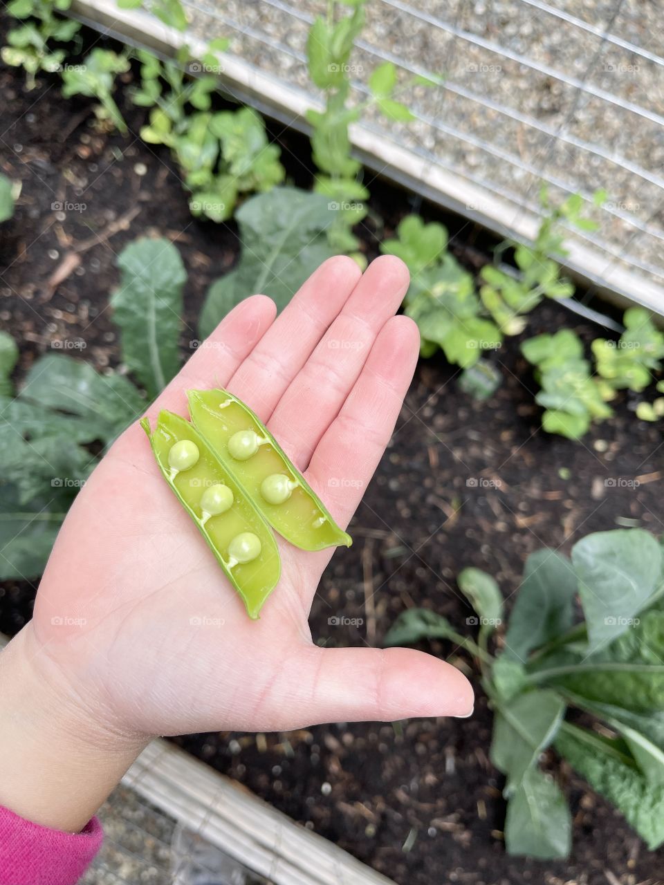 Child’s hand holding an open pea pod