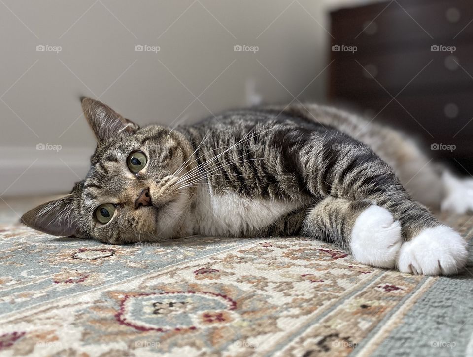 Tabby cat lying on an oriental rug
