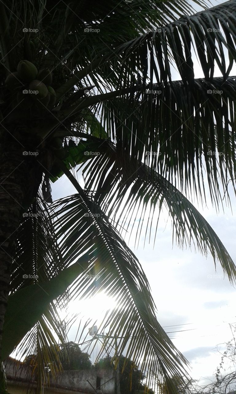 Palm, Tropical, Coconut, Beach, No Person