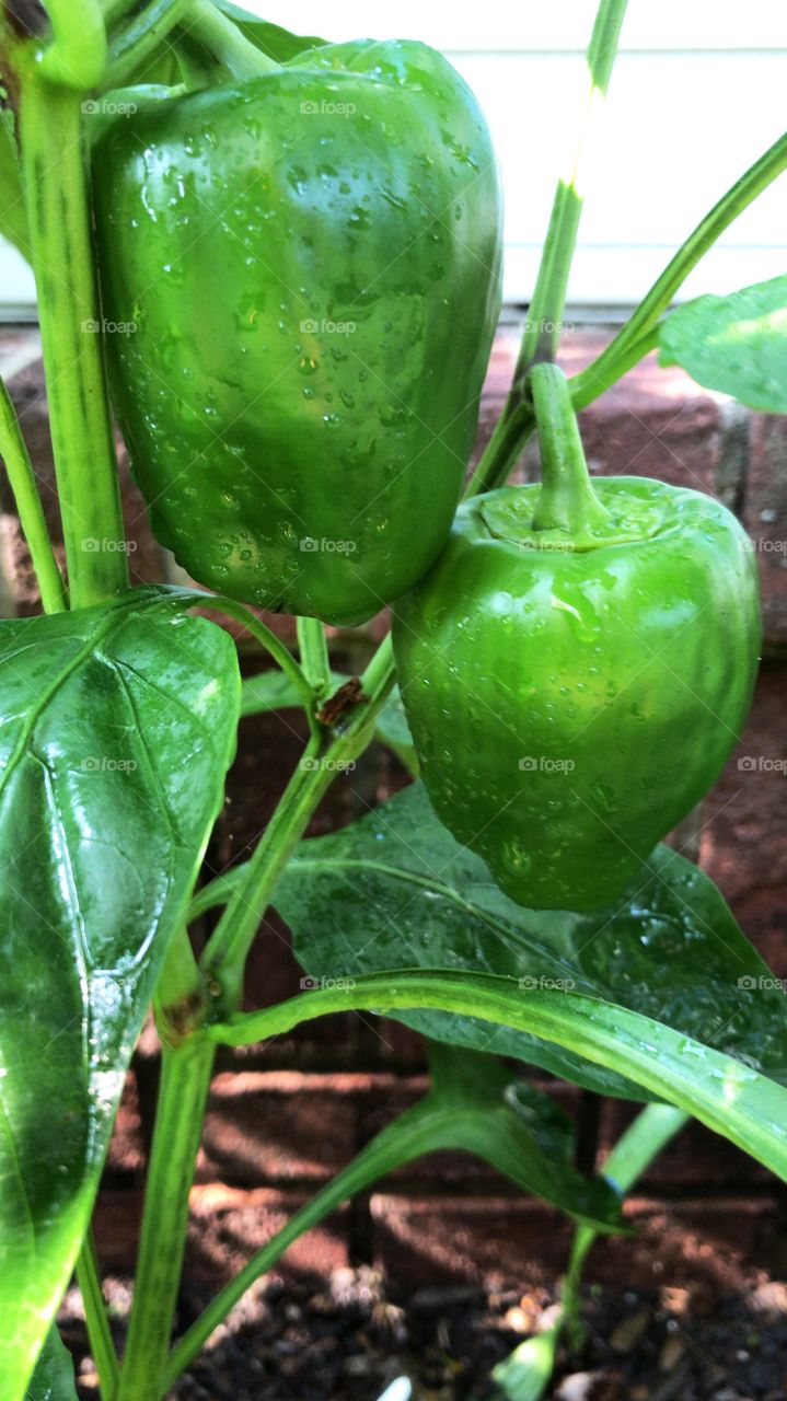 Garden fresh peppers