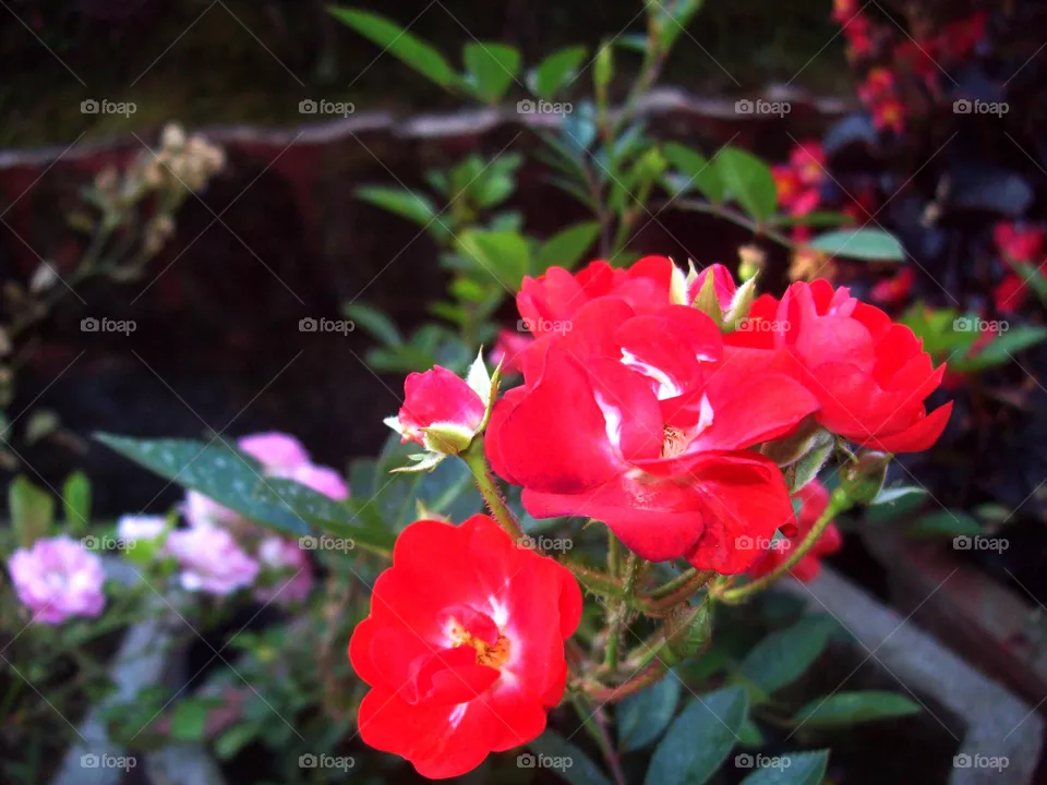 flower23