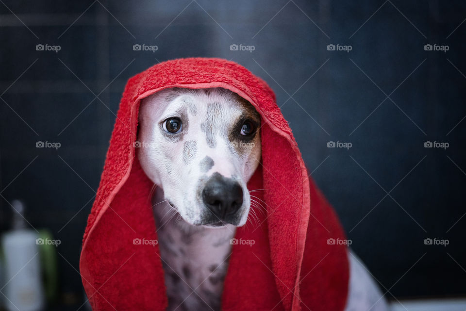 Close-up of a dog with a towel on her head