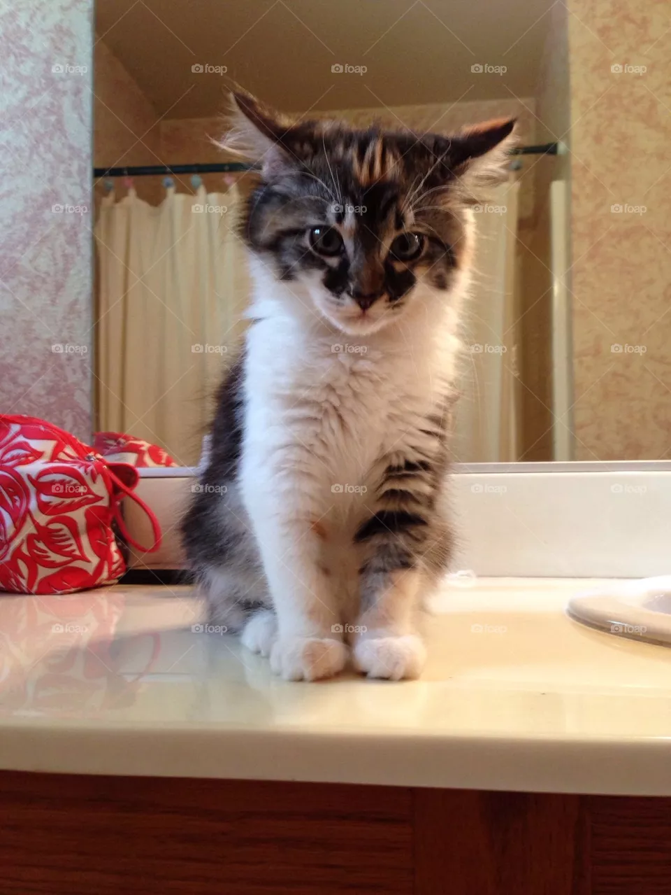 Kitten 
