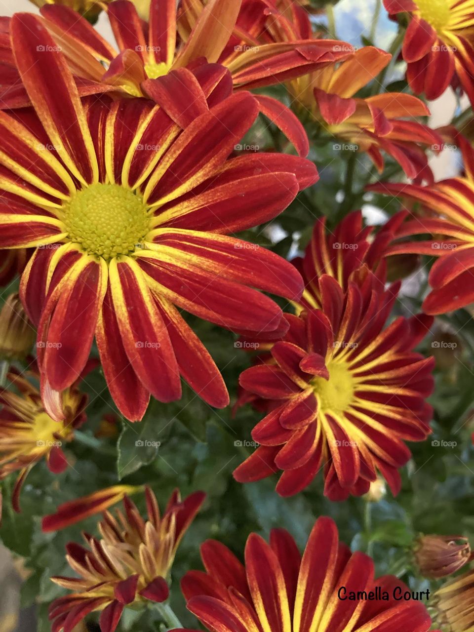 Fiery mums on display