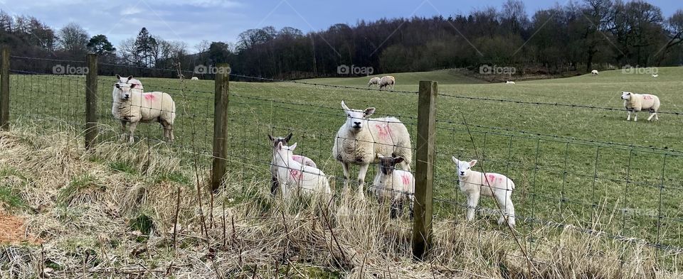 Mama Sheep and her little lambs 🐑