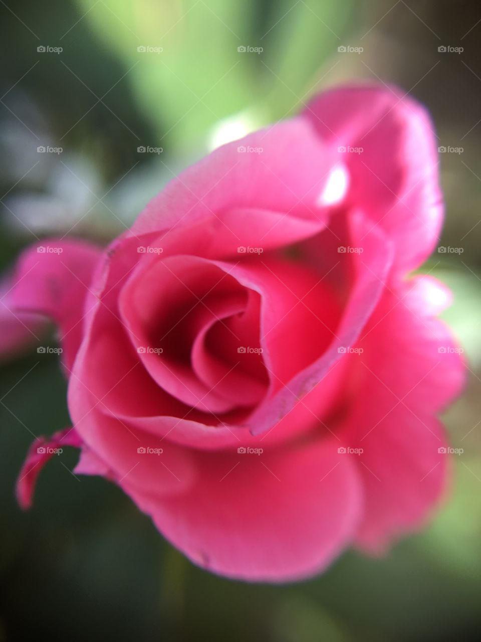 Pink Rose bud