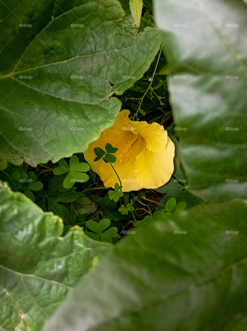 a yellow flower between green leaves