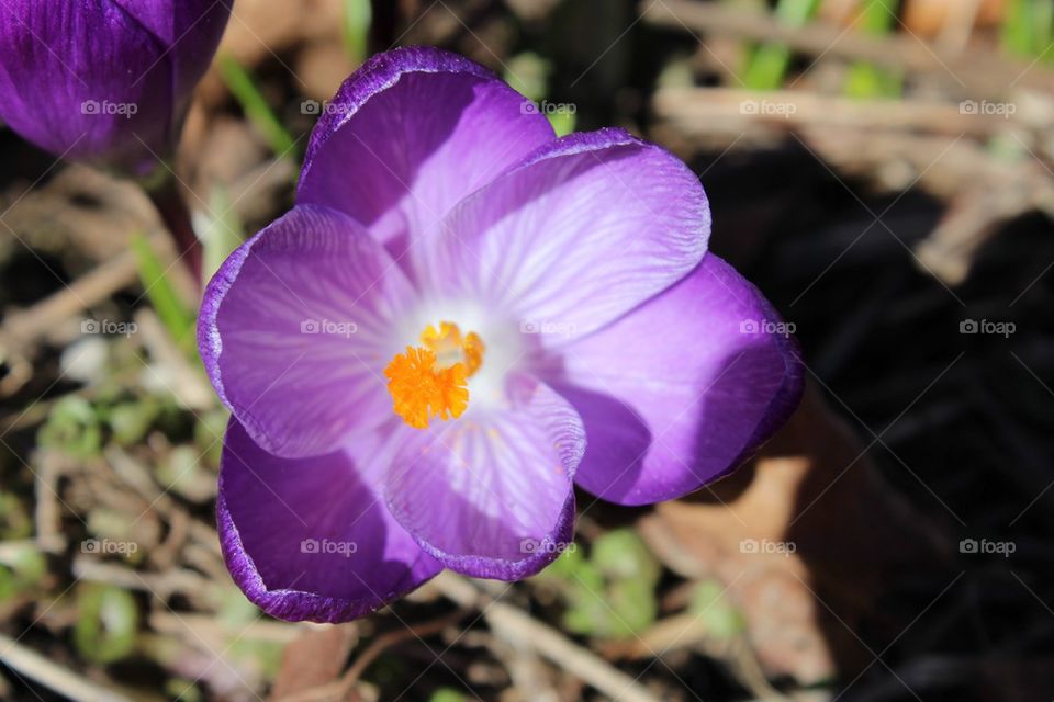 Crocus