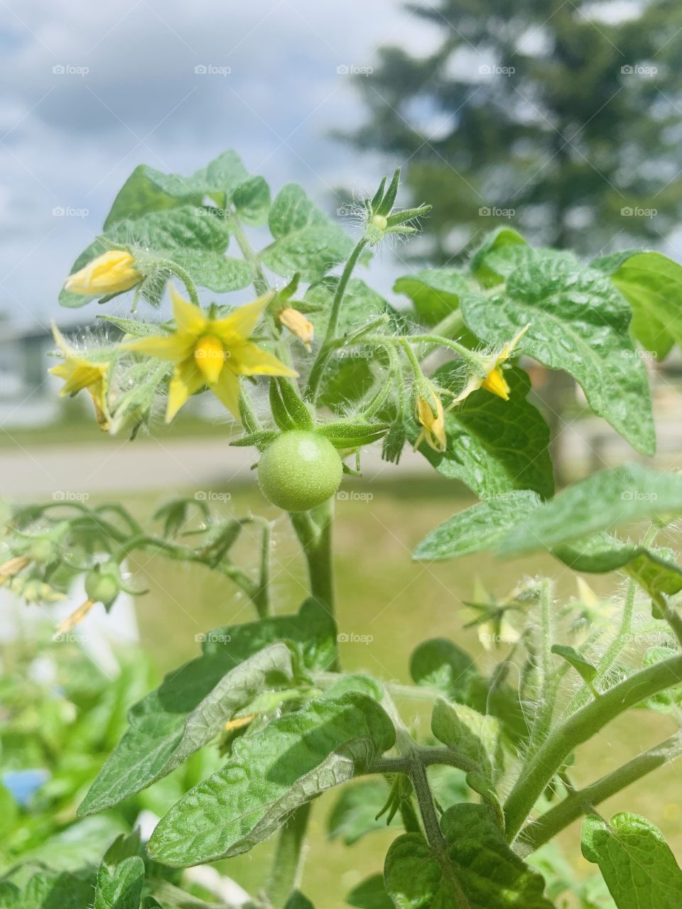 Tiny Tim tomato plant 