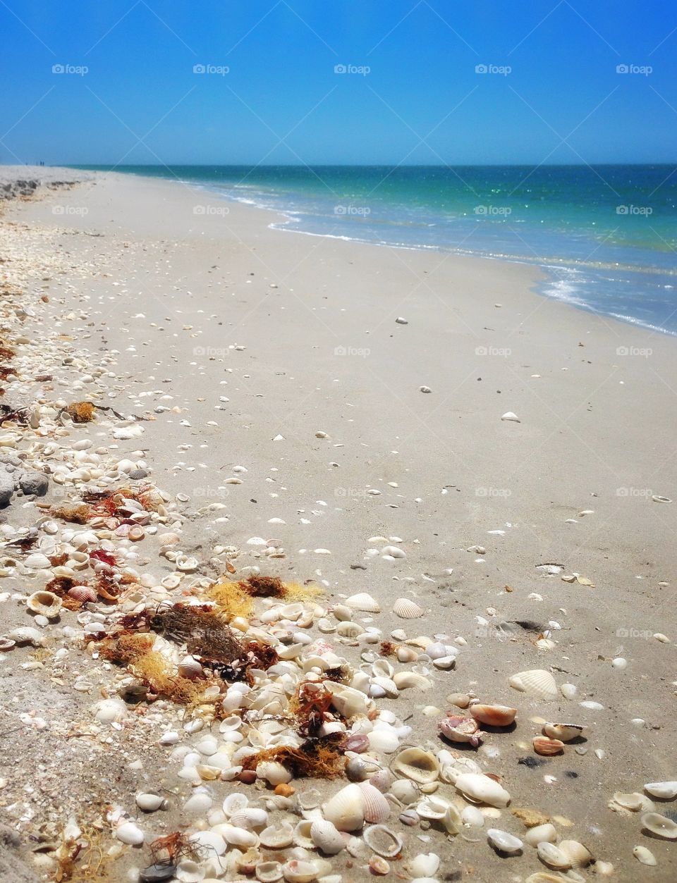 Sea shells line a sandy beach caressed by warm ocean waves
