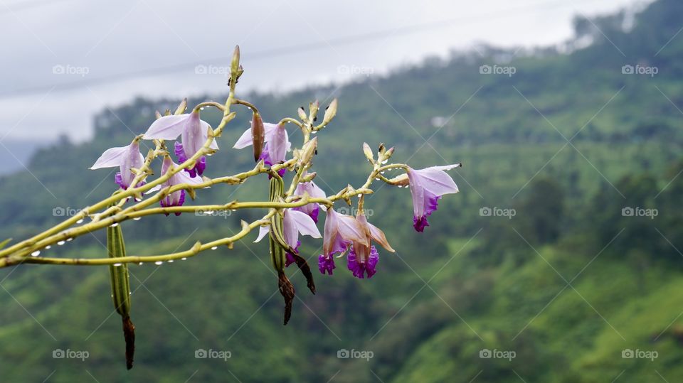 After rain orchid... bright and beautiful...