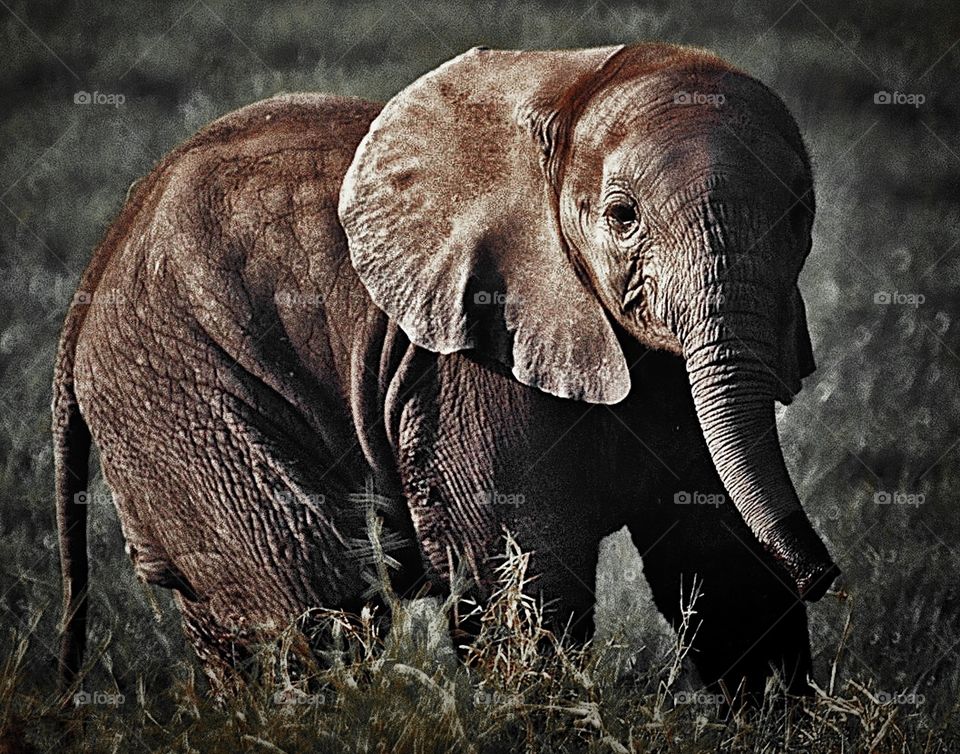 Elephant, Ivory, Trunk, Wildlife, Safari