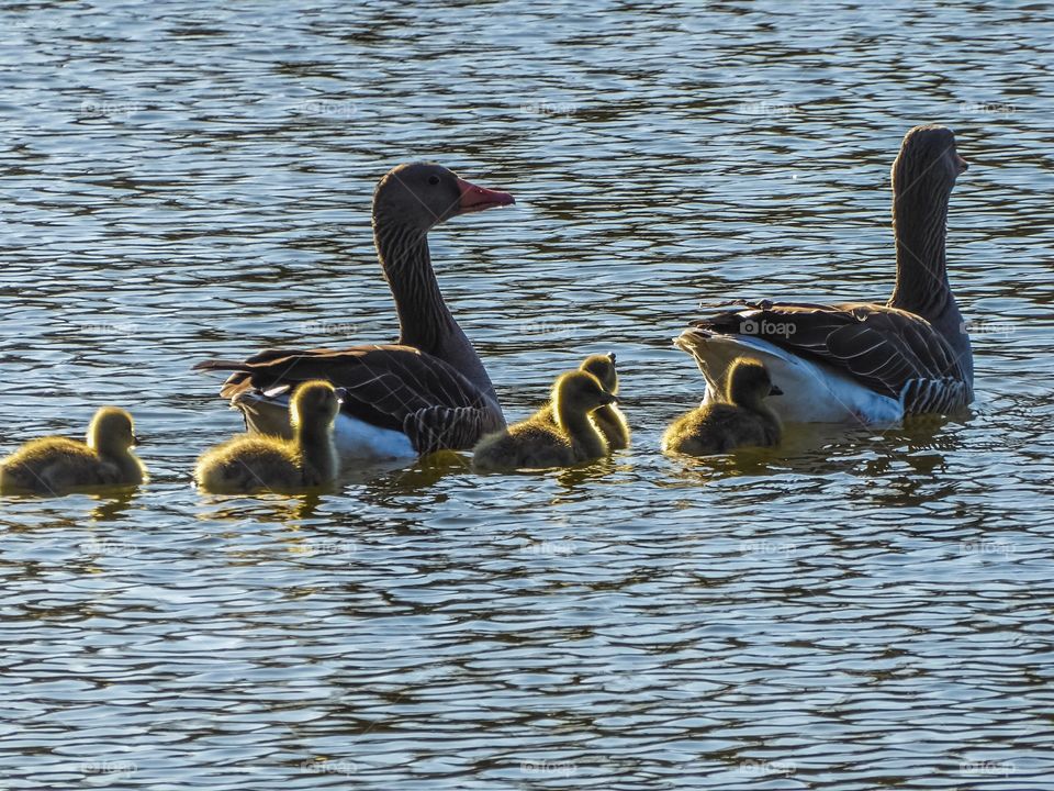 Geese with their young 