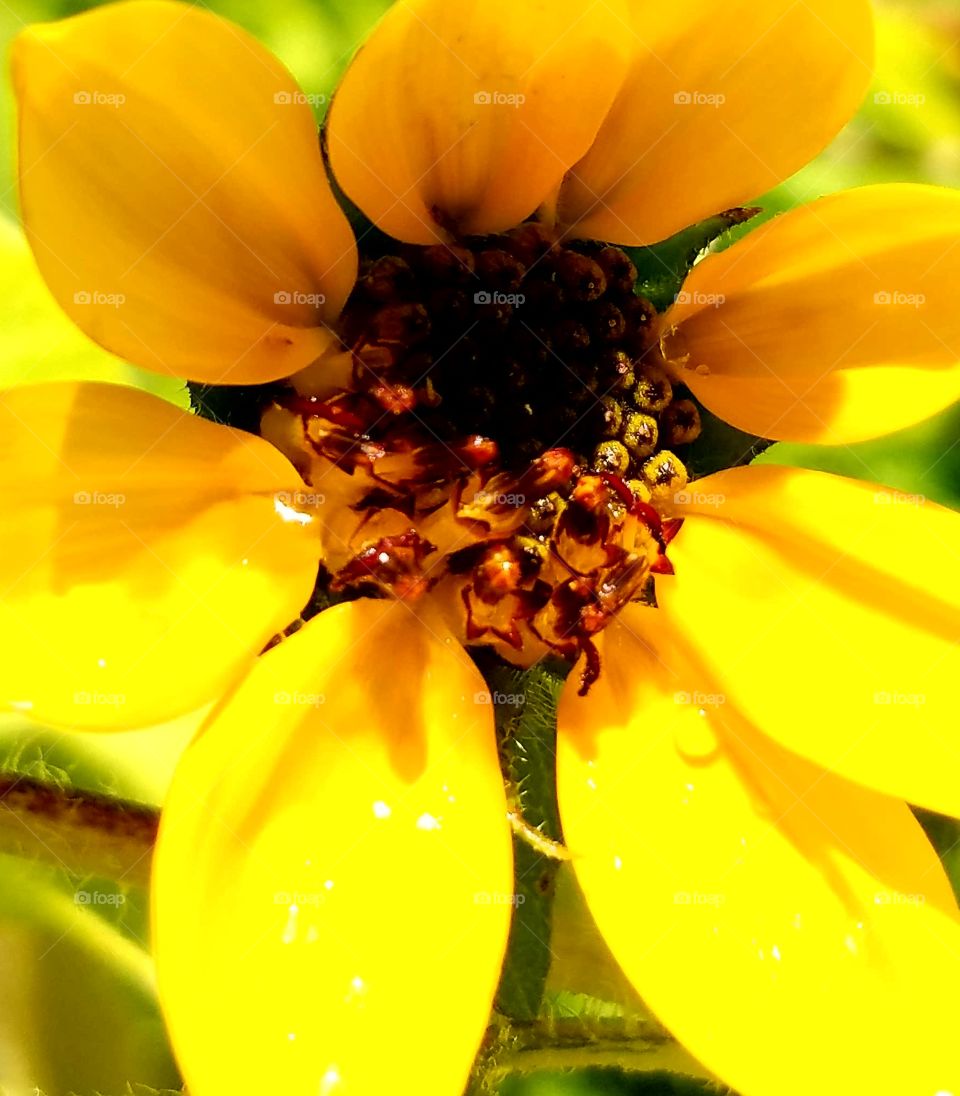 Happy Sunflower,Big Island Garden