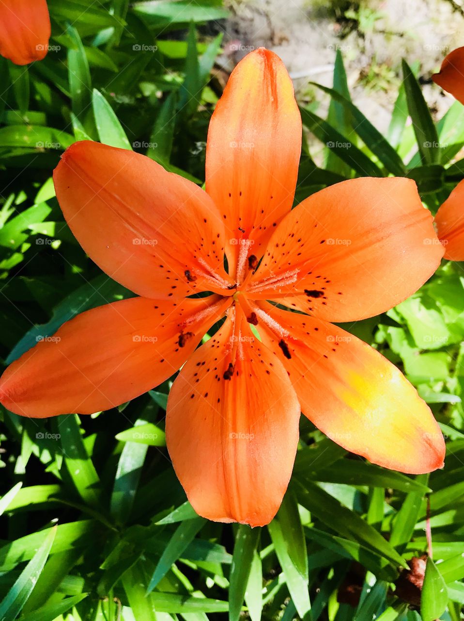 Bright Orange Floral Photo